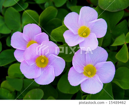 飛毛毛蟲 15489462