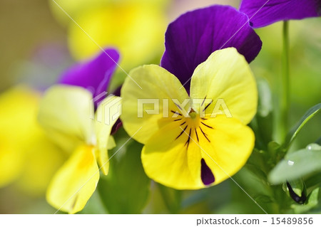 Pansy 15489856