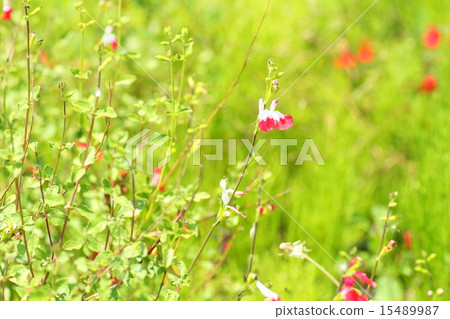 Salvia Hot Lips flowers 15489987