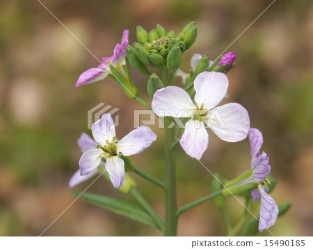 紅蘿蔔花 15490185