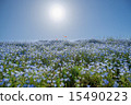 尼莫菲拉山 15490223