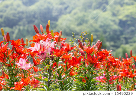 百合花園 15490229