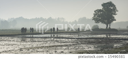 Going to work at rice farm on hazy day Going to work at rice farm on hazy day 15490381