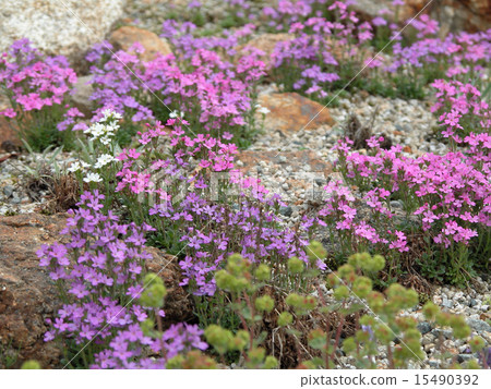 Shiba cherry tree 20030524 Shiba cherry tree 20030524 15490392