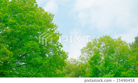 Fresh green 16: 9 15490458