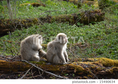 Kamikochi Forest's wild monkey up Kamikochi Forest's wild monkey up 15490634