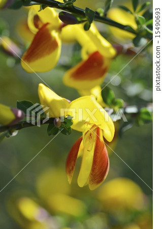 Ginga branch 15490693