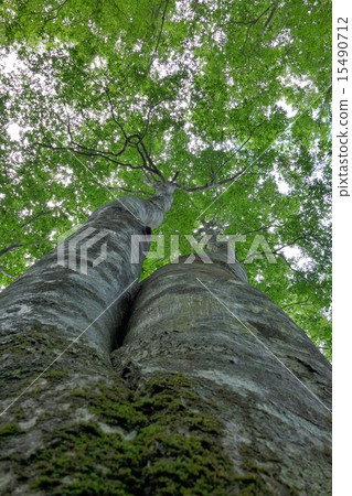 Numata City, Gumma Prefecture. Tambara (Tanbara) Beech (Twin) of the plateau 15490712