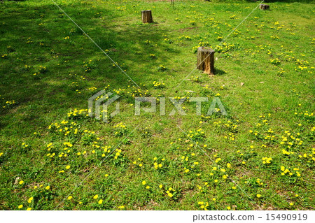 April Flower Dandelion · Asteraceae 79 Nogawa Park 15490919