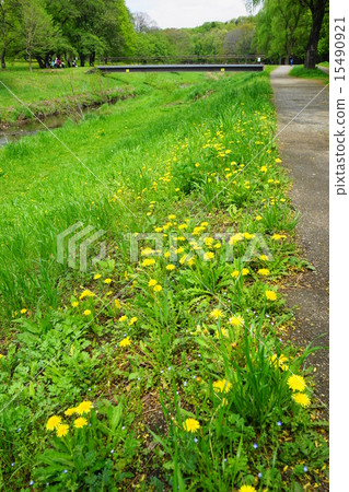 April Flower Dandelion · Asteraceae 81 Nogawa Park 15490921