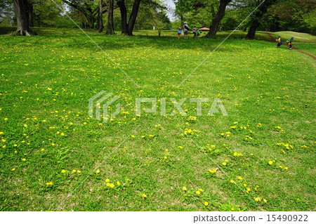April Flower Dandelion · Asteraceae 82 Nogawa Park 15490922