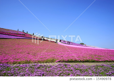 四月風景·Shiba Sakura no Hill 02集團氣候 15490978