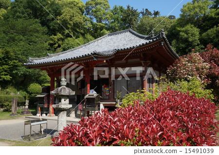 【四國88寺】國家指定重要文化財產初夏正殿觀音寺69號香川縣觀音寺市 【四國88寺】國家指定重要文化財產初夏正殿觀音寺69號香川縣觀音寺市 15491039