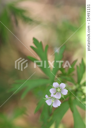 American Flower Flower 03 15491131