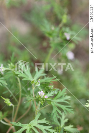 American Flower Flower 06 American Flower Flower 06 15491134