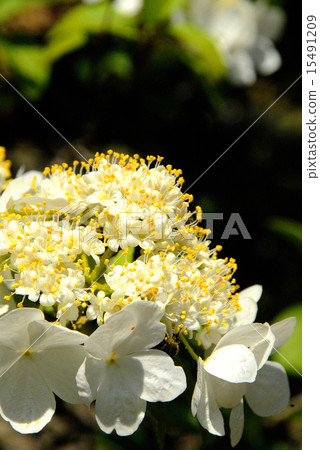 Flower 15491209