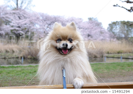 Cookies Cookies 15491294