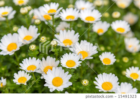 Chrysanthemum Paldosam (North Pole) 15491323