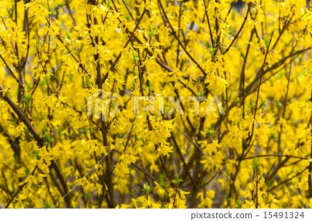 Forsythia flower 15491324