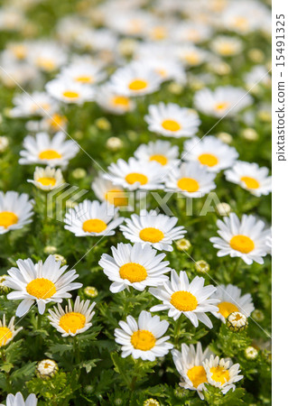 Chrysanthemum Paldosam（北極） 15491325