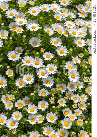 Chrysanthemum Paldosam（北極） 15491326