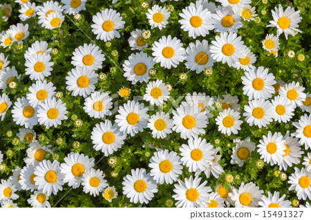 Chrysanthemum Paldosam（北極） 15491327