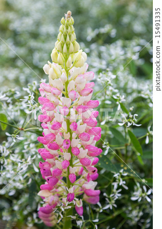  Lupine 15491335