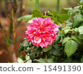 Dahlia 15491390