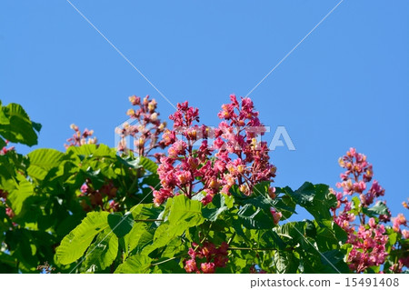 Safflower chestnut Safflower chestnut 15491408