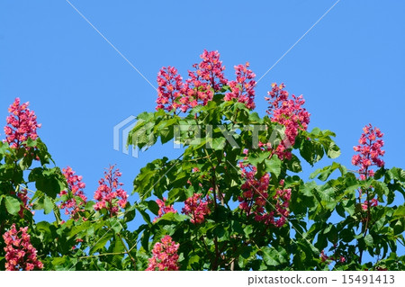 Safflower chestnut 15491413