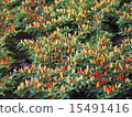 Goshiki chilies 15491416