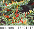 Goshiki chilies 15491417
