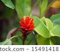 Red ginger 15491418