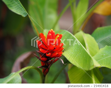 Red ginger 15491418