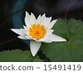 A lotus 15491419