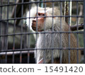 Baboon in a cage 15491420