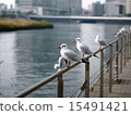 Seagull in the park 15491421