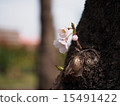 Cherry Blossoms) 15491422