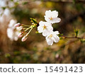 Cherry Blossoms) 15491423