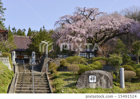 Eikenji的Shinarezakura 15491524