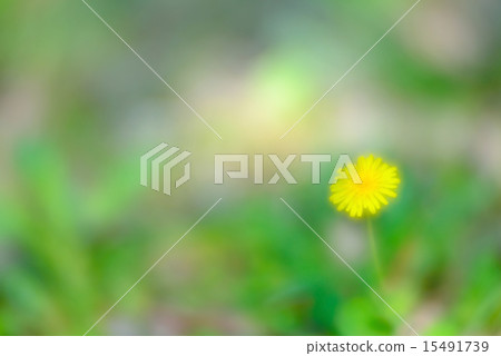 dandelion of spring dandelion of spring 15491739