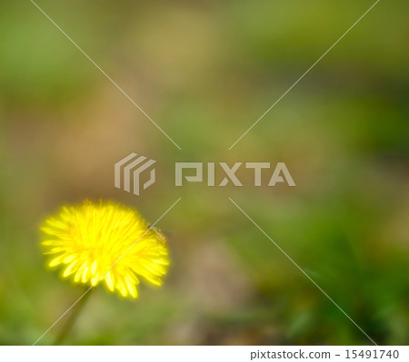 dandelion of spring 15491740
