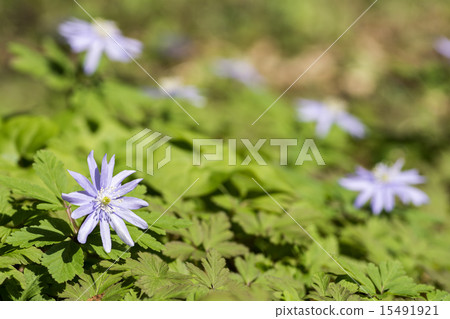Flower of a glacier 15491921