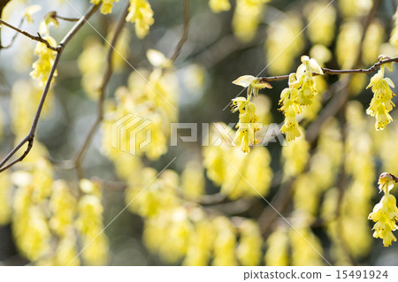 鳳尾蘭花 15491924