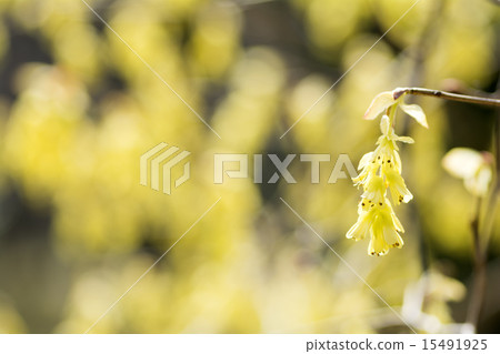 Corylopsis spicum flower 15491925