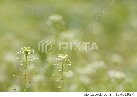 A flower of a nuzuna 15491927