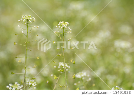 A flower of a nuzuna 15491928