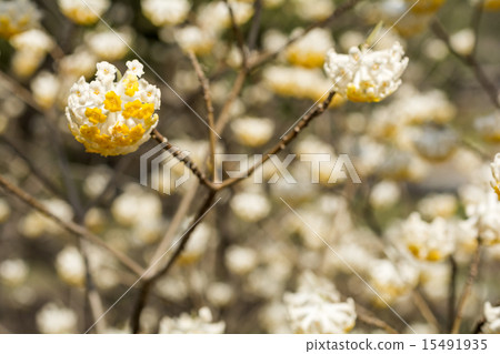 Mitumata flowers 15491935