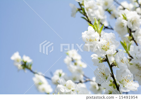 White flower peach blossoms in the sky 15491954