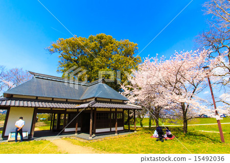 在石井廚房公園的櫻花 15492036